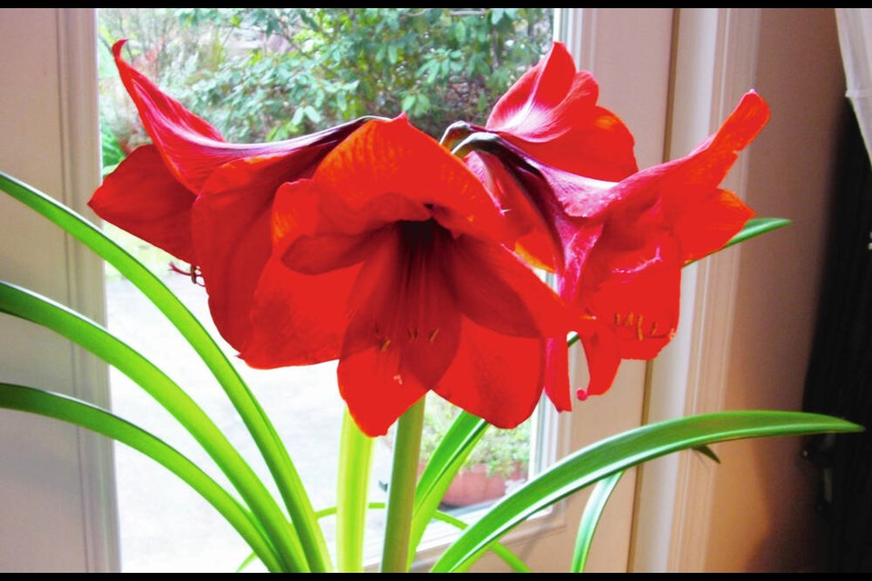 Look among the older amaryllis varieties, like this Red Lion in its second year of bloom, for experimenting with the less commonly used growing methods. HELEN CHESNUT 