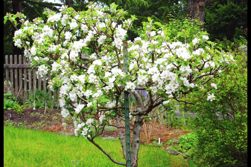 Pruning in summer helps to keep apple trees compact and easy to care for. HELEN CHESNUT 