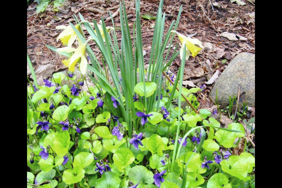 Sweet violets have formed a small carpet of foliage and flowers around a clump of dwarf daffodils. HELEN CHESNUT 