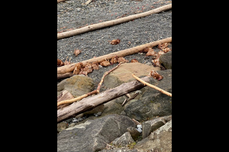 Dead chickens on the beach at Kitty Coleman Provincial Park near Courtenay. TIFFANY MOONEY VIA FACEBOOK 