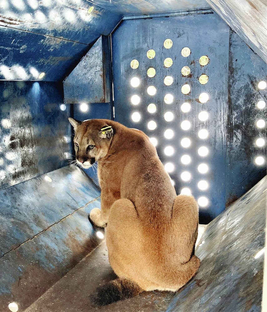 Cougar spotted near Nanaimo hospital is captured, relocated - Victoria Times Colonist Cougar spotted near Nanaimo hospital is captured, relocated - Victoria Times Colonist