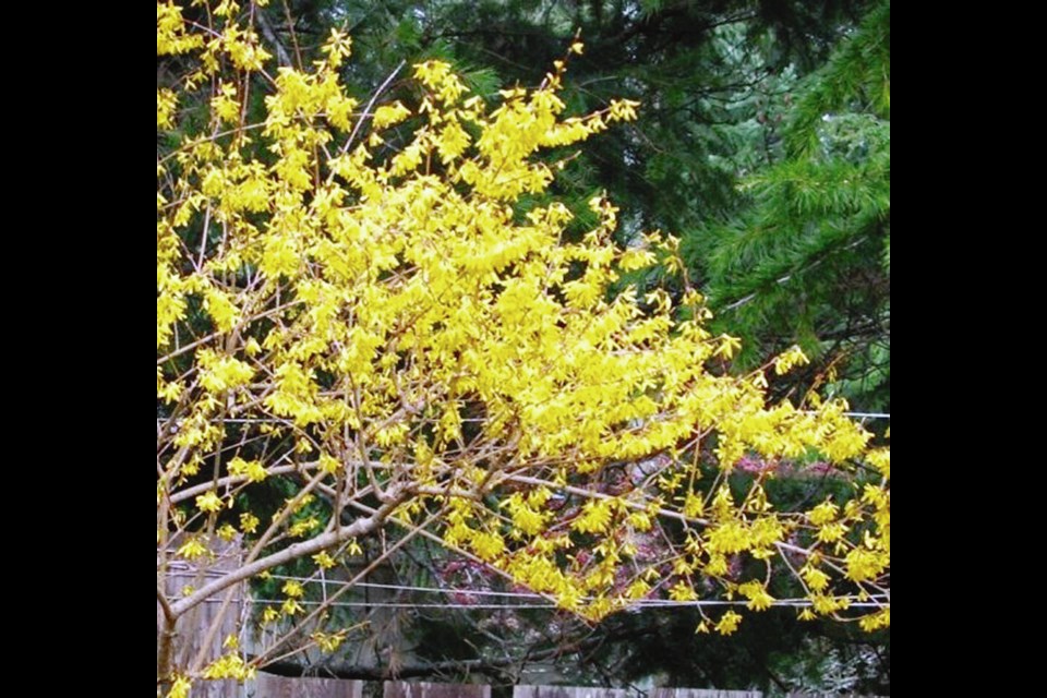 Bloom on a forsythia is a traditional signal that late winter ('dormant') pruning can begin. HELEN CHESNUT 