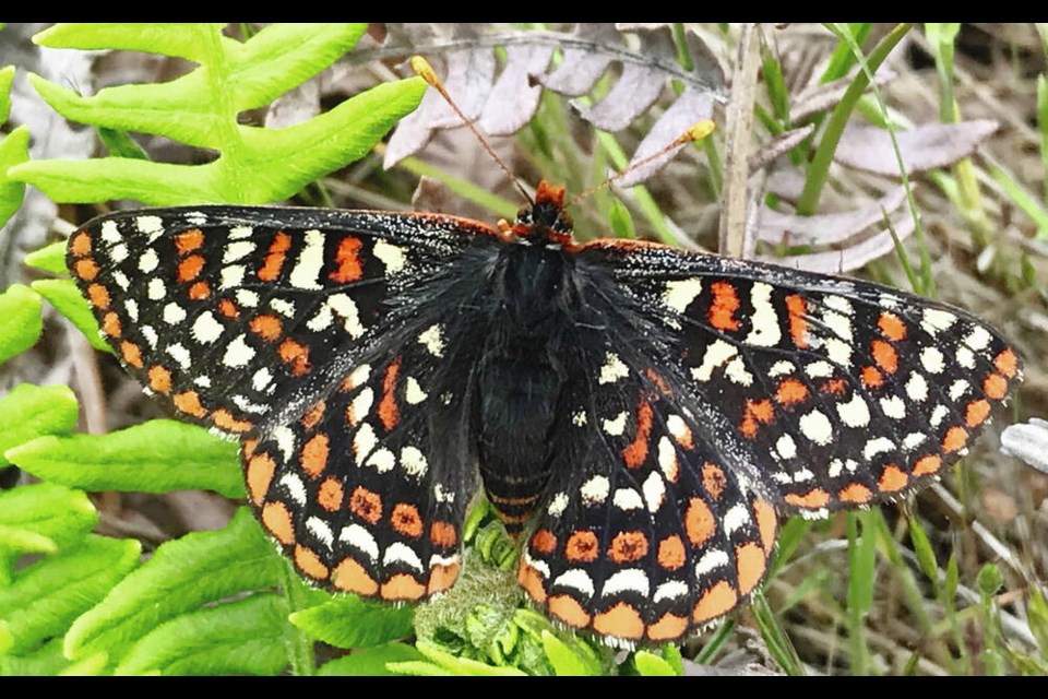 An adult Taylor's checkerspot butterfly. The species is considered critically endangered by the federal government, which spurred a massive re-­introduction effort on Hornby Island. JENNIFER HERON, B.C. PARKS 