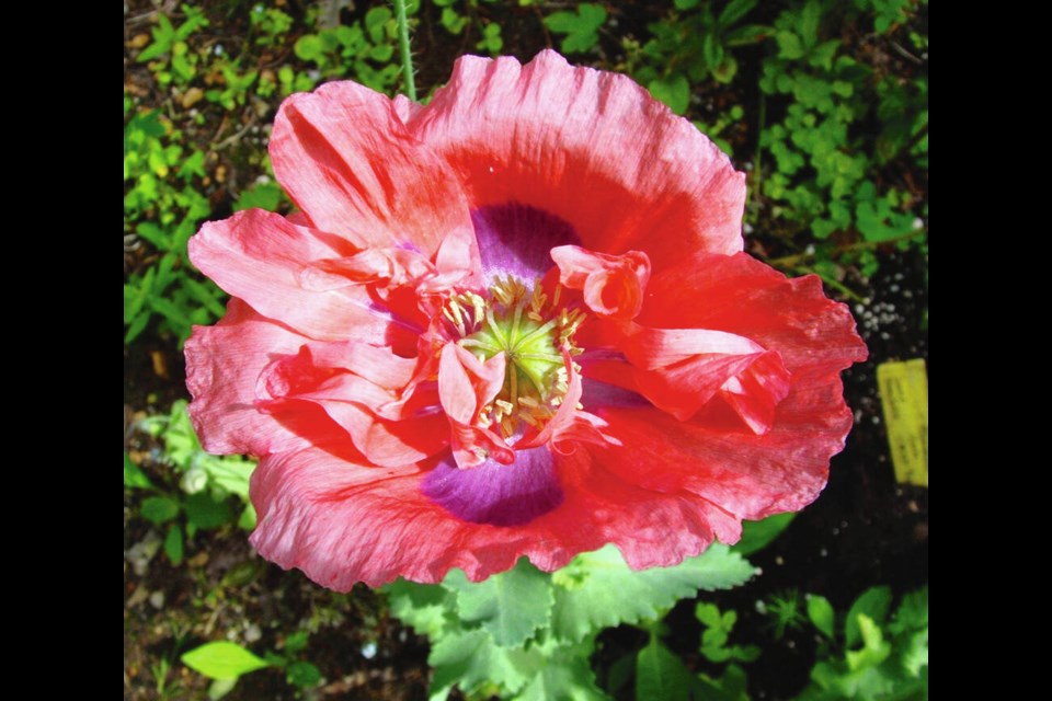 Annual peony-flowered poppies are common self-sown "visitors" in home gardens. The protrusion at the bloom's centre will expand into a capsule full of seeds that, when ripe, are excellent for use in baking. HELEN CHESNUT 