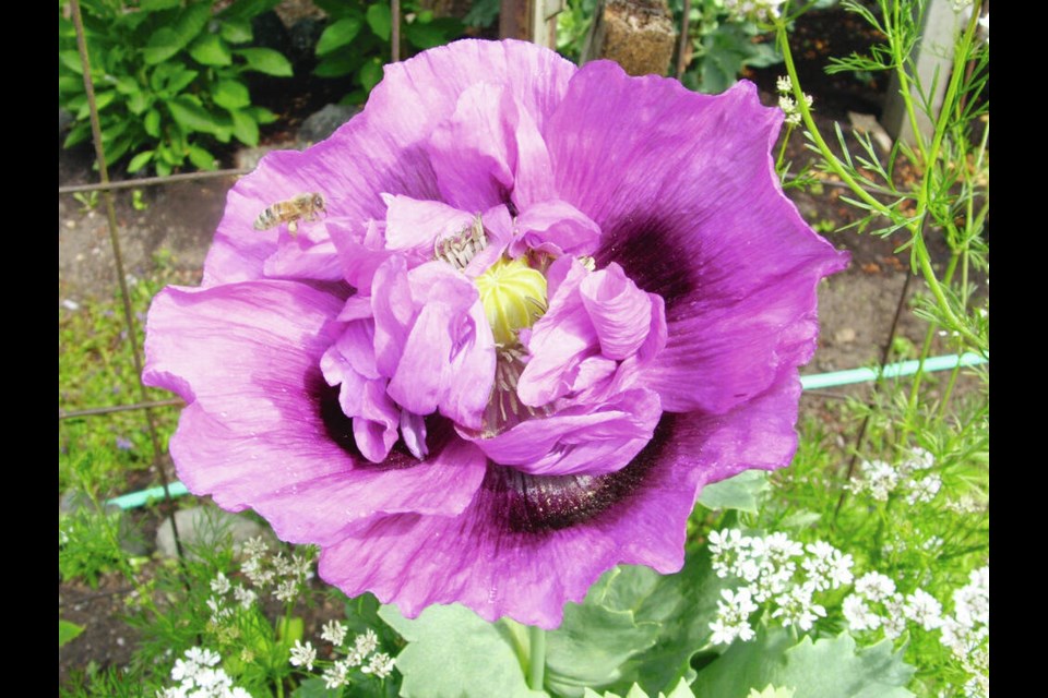 Annual peony-flowered poppies are prolific self-sowers. This poppy is serving as a perch for a bee and is accompanied by the white flowers of self-sown cilantro. HELEN CHESNUT 