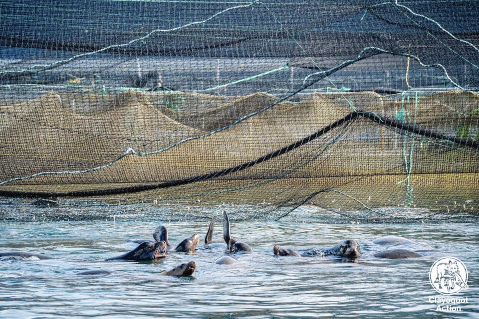 web1_04062022-sea-lions_2