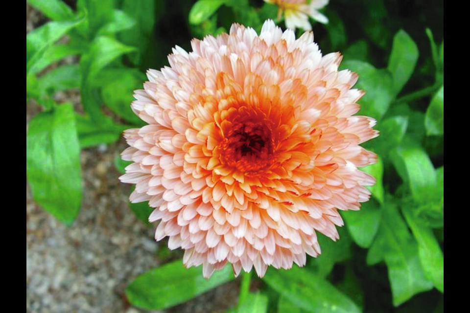 Zeolights is a beautiful compact calendula that is ideal for edging vegetable plots. HELEN CHESNUT 