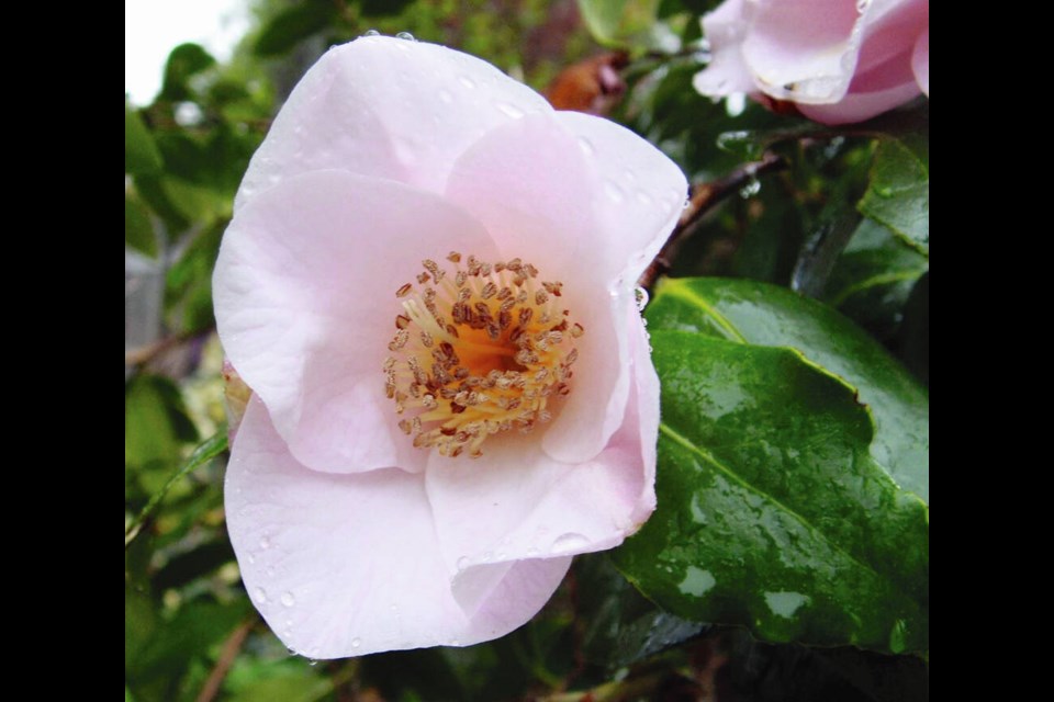 This delightful single-flowered camellia is a 'mystery' plant, grown from a seed passed from one gardener to another, with no information attached. HELEN CHESNUT 