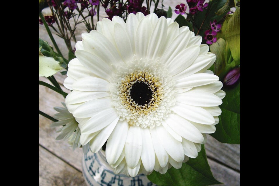 Gerbera daisies come in a variety of style details. This one, a classic, is from a florist.  HELEN CHESNUT 