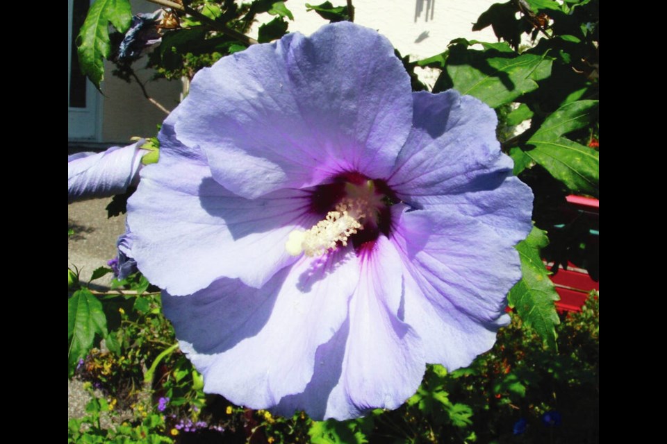 Rose of Sharon (Hibiscus syriacus) is a longtime popular flowering shrub. This one is probably an old, favourite variety called Blue Bird. HELEN CHESNUT 