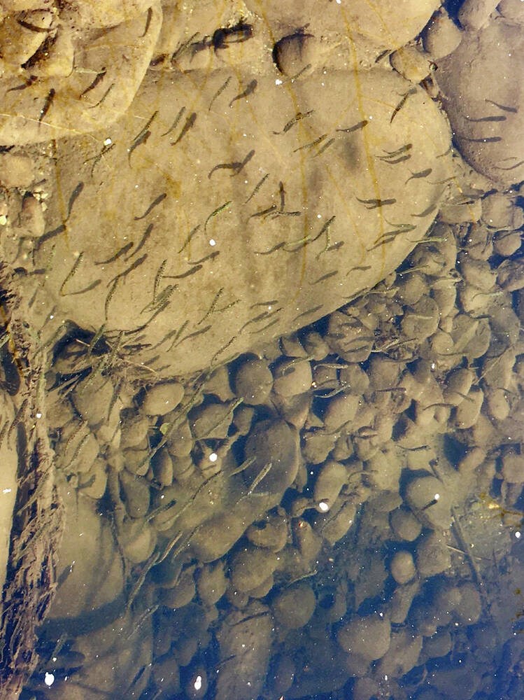 web1_monteith-chum-fry-mar-30-2022
