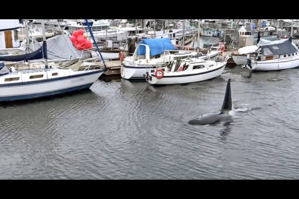 A family of five transient, or Bigg’s orcas entered Comox Bay at around 7:40 p.m. Easter Sunday before entering the Comox Marina. The encounter lasted more than two minutes as the orcas exited around the rocky breakwater. NICKY SMILEY