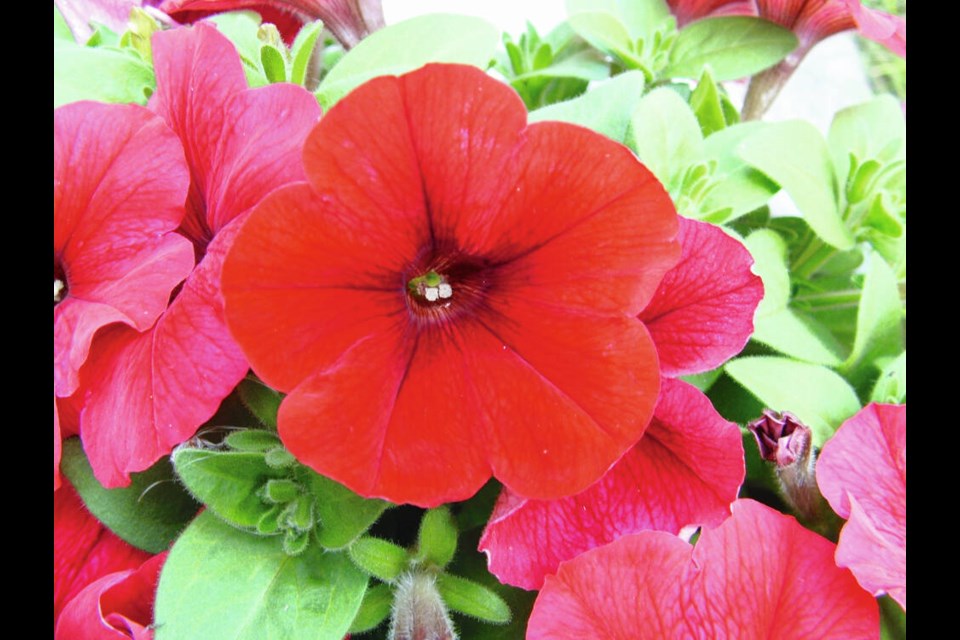 Ever-popular petunias are available in various shades of red. HELEN CHESNUT 
