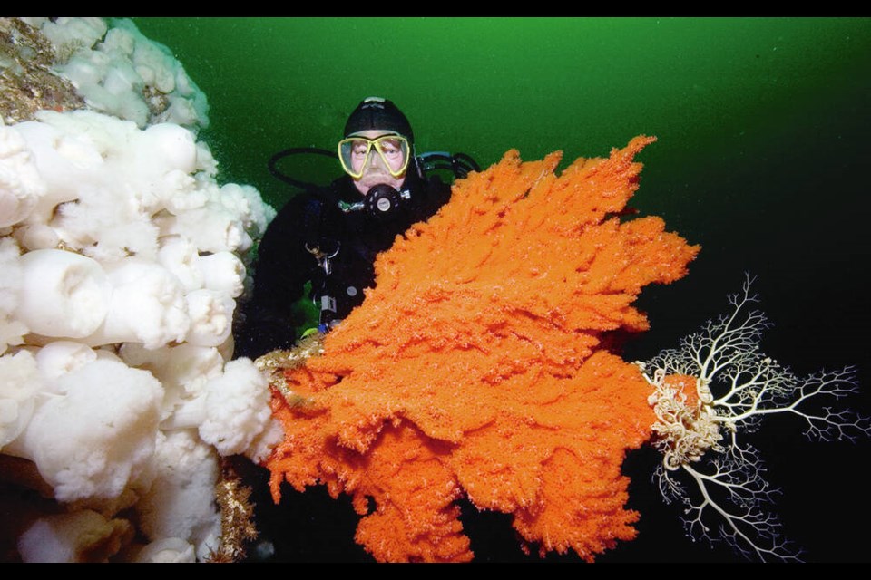 Conservationists and First Nations are calling on the ­federal ­government to protect a unique ecosystem of corals and sponges in a remote B.C. inlet.  NEIL McDANIEL 