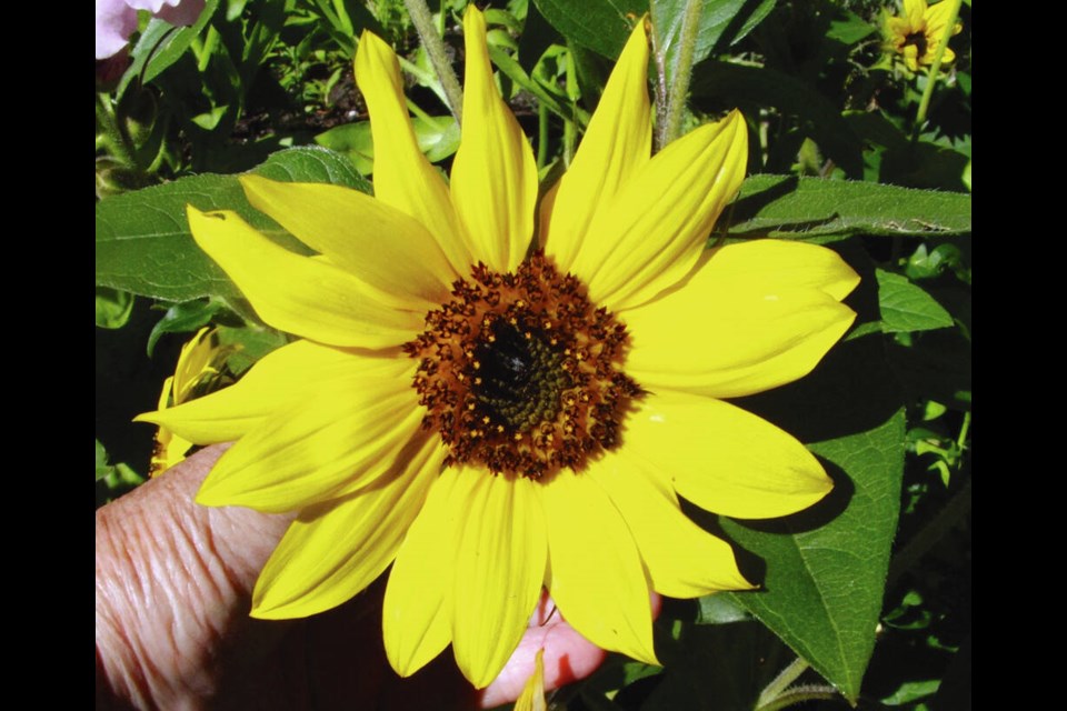 Even smaller-growing sunflowers, like this Choco Sun, produce impressive blooms. HELEN CHESNUT 