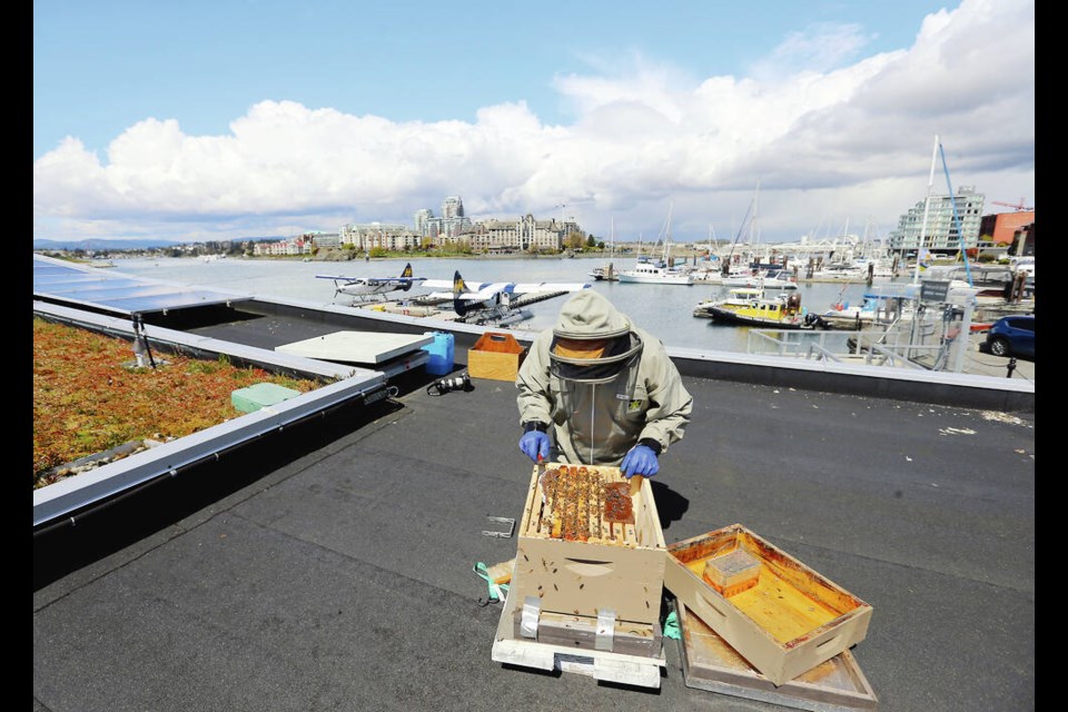 Beekeeper Bill Fosdick checks on his two hives on the roof of the Harbour Air Terminal at the Inner Harbour on ­Wednesday. He says bees are "going a little cabin crazy"  with all the rain, wind and cold, resulting in delays in ­pollination and honey production. ADRIAN LAM, TIMES COLONIST 