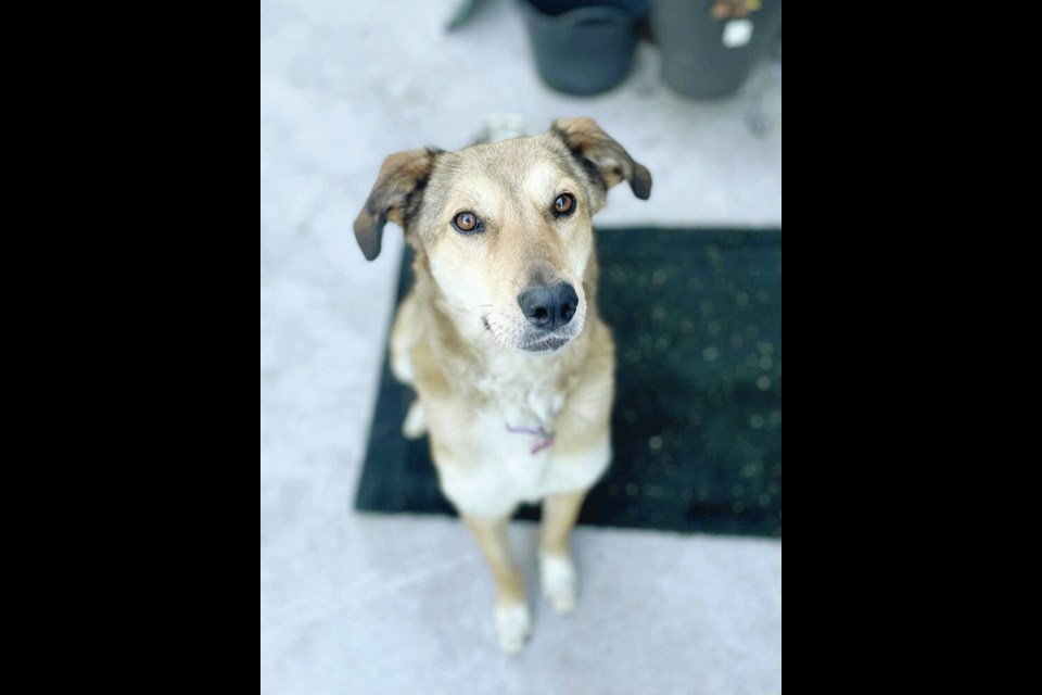 Wendy, a mixed breed from Afghanistan, has been on an adoption try-out twice, but was returned to the Rosier Days Pet Rescue Society. TARA GRAIGEN 