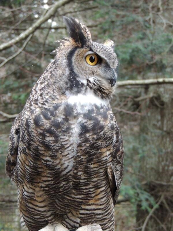 MARS Wildlife Centre gesloten wegens vogelgriep