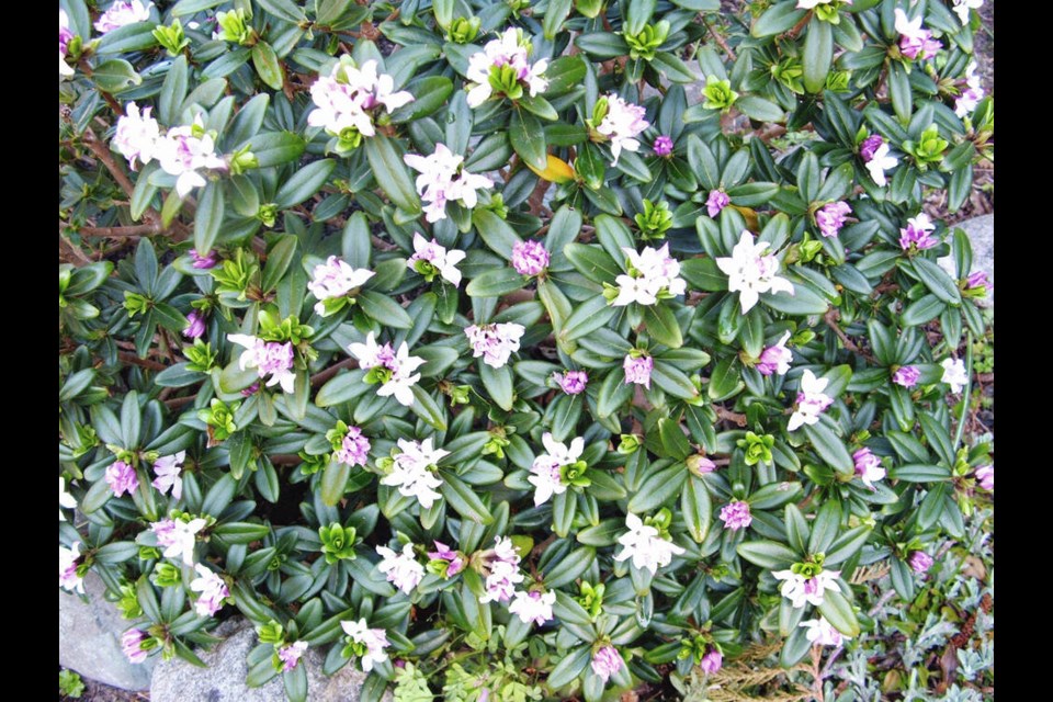 Daphne cneorum (rock daphne, garland daphne) was once a popular Mother's Day plant. Now it is very difficult to find. HELEN CHESNUT 