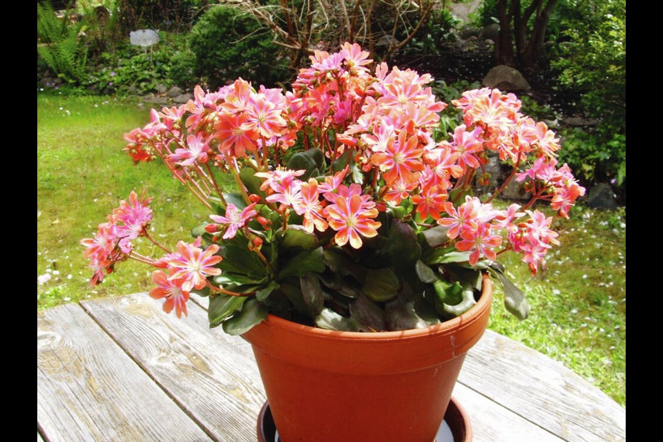 Lewisia is a rock garden plant that blooms in late spring above flat rosettes of evergreen foliage. HELEN CHESNUT 