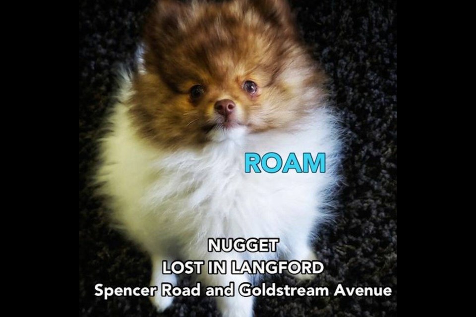 A Pomeranian called Nugget is missing after the truck he was in was stolen. Via ROAM 