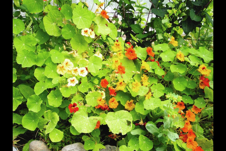 Flowers like nasturtiums and poppies sometimes self-sow to add colour to composting sites. HELEN CHESNUT  