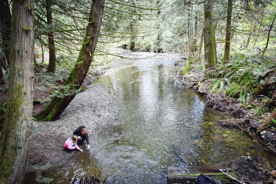 Crofton Elementary School teacher Angella Campbell helps a student release a young salmon into Stocking Creek near Crofton. MIKE RUSSELL 
