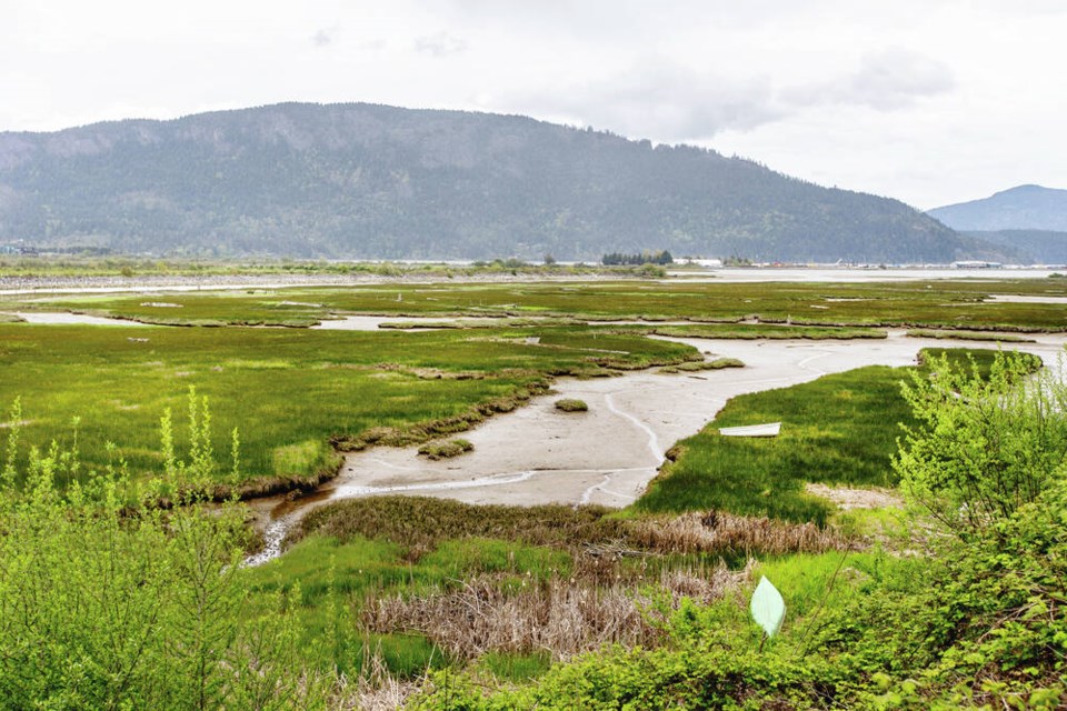 A study has found that the Cowichan-Koksilah Estuary  seizes and stores double the carbon dioxide of a 20-year-old Pacific Northwest forest of the same size.  DARREN STONE, TIMES COLONIST 