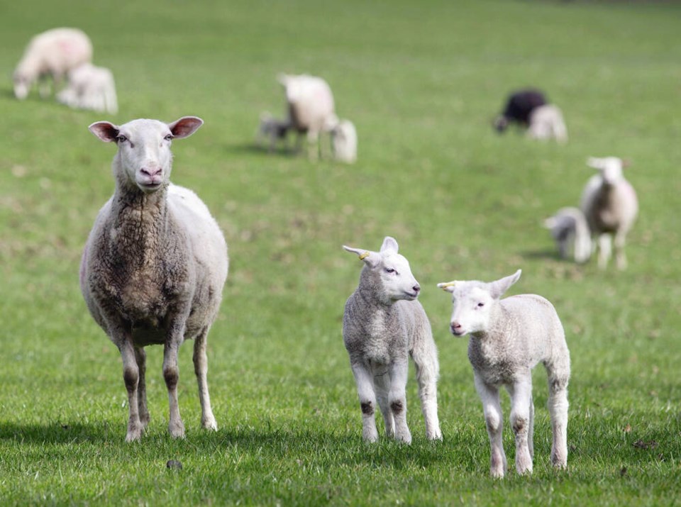 Bear attacks on sheep have sharply increased on Island - Victoria Times Colonist Bear attacks on sheep have sharply increased on Island - Victoria Times Colonist