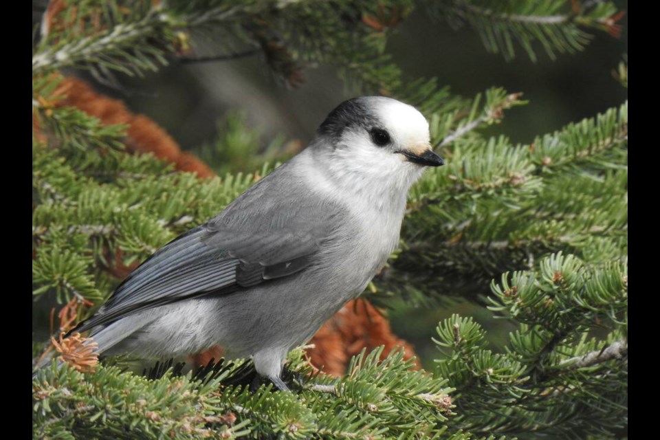 A Canada jay, also known as a grey jay or whisky jack. PIXABAY 