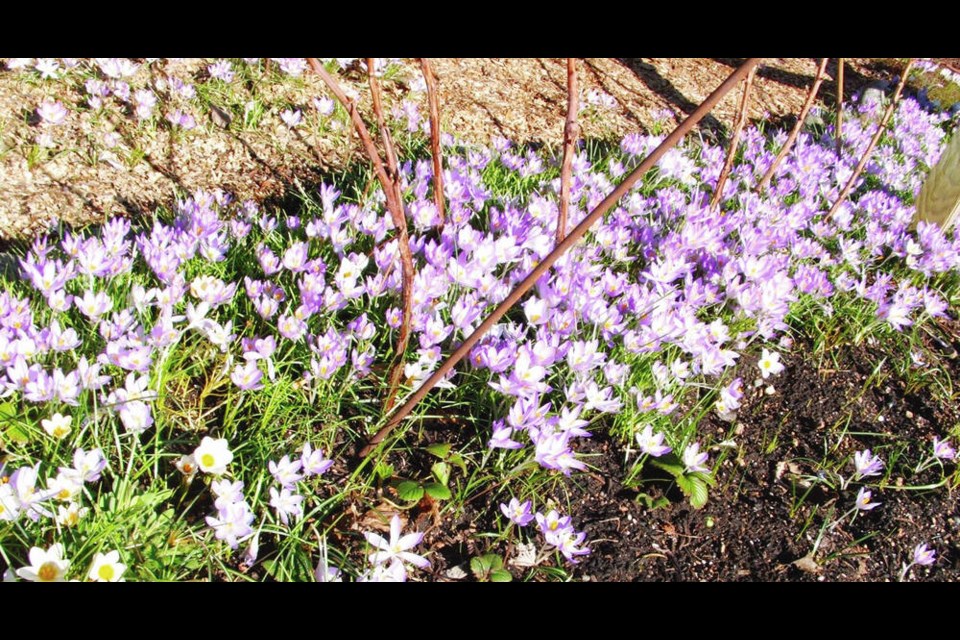 These snow crocuses have spread by seed to form an early spring carpet of flowers under raspberry canes. HELEN CHESNUT