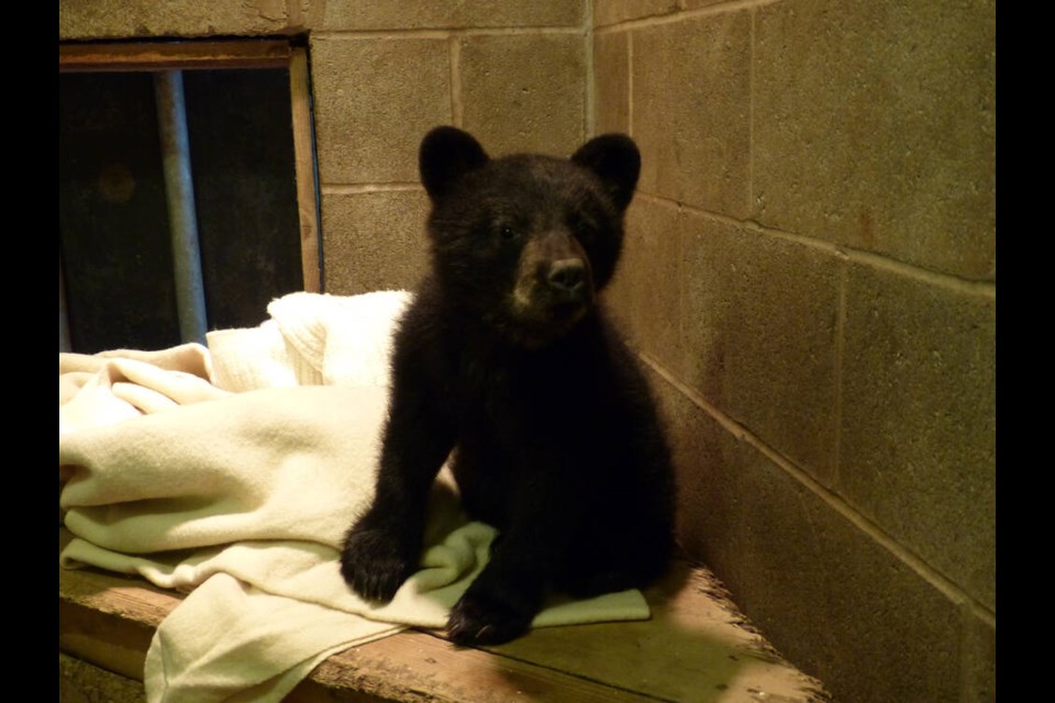 A small bear cub now in the care of the North Island Recovery Centre wandered into a Campbell River home Tuesday through a cat door.  North Island Wildlife Recovery Association