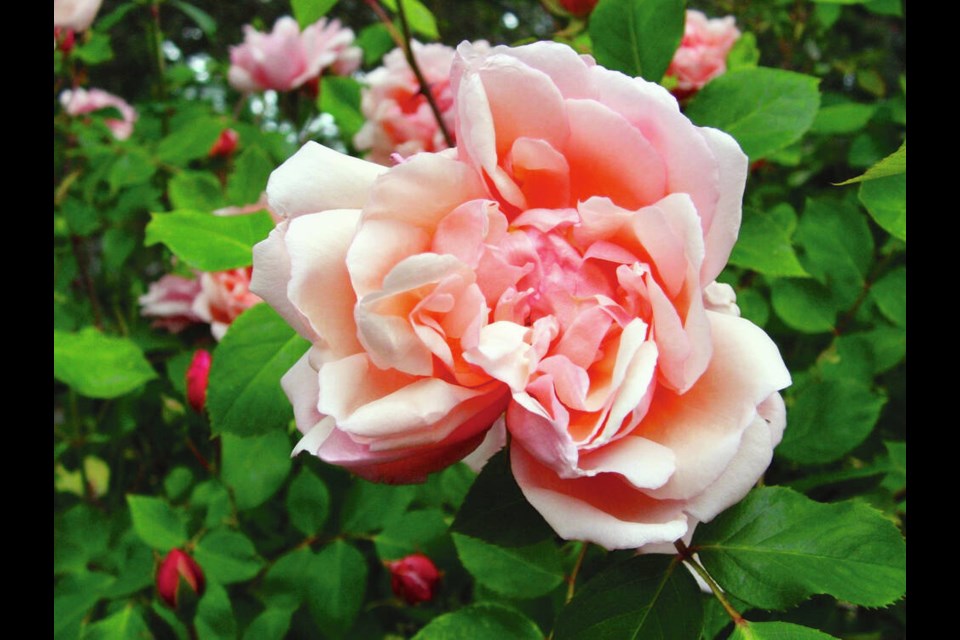 June is a month to relish roses. This old rambling rose, called Albertine, was grown from a cutting.	HELEN CHESNUT 