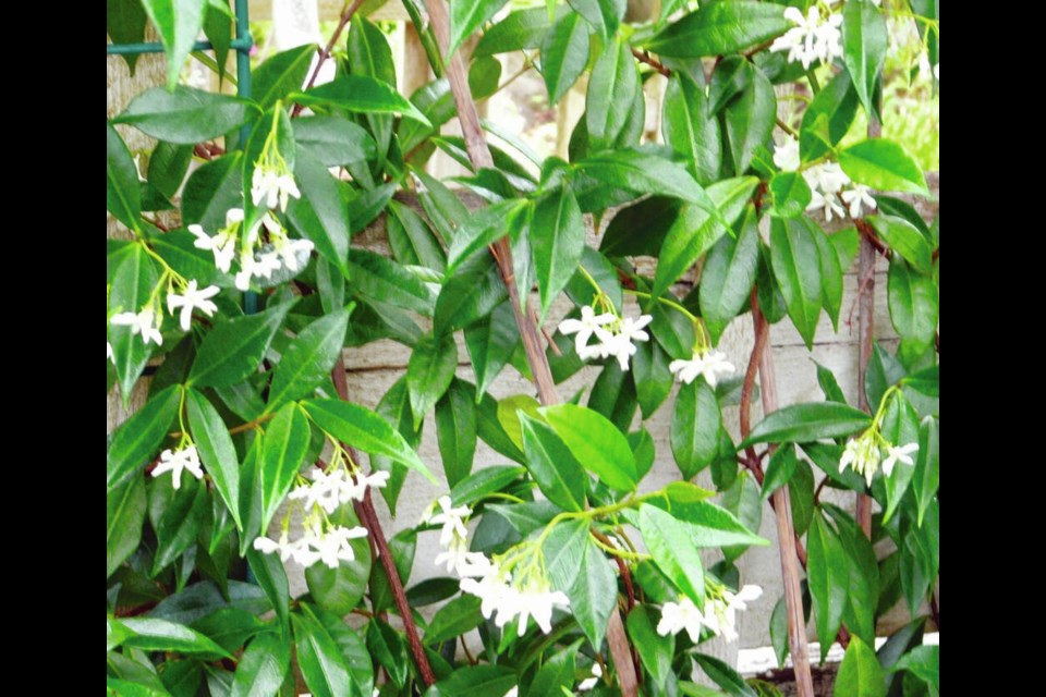 Star jasmine can be grown up a trellis like this plant, or used as a ground cover or a spreading bush. HELEN CHESNUT