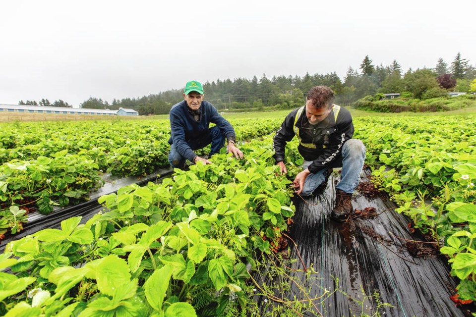 Ray Galey, left, and Rob Galey in one of the strawberry fields at Galey Farms on Thursday. DARREN STONE, TIMES COLONIST 