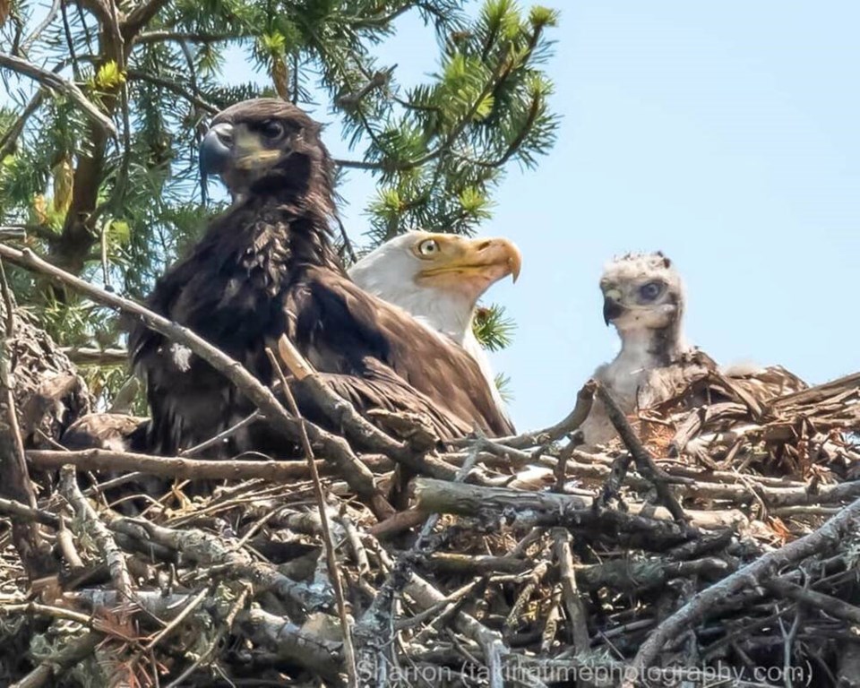 web1_07252022-news-junior-eaglet-dies