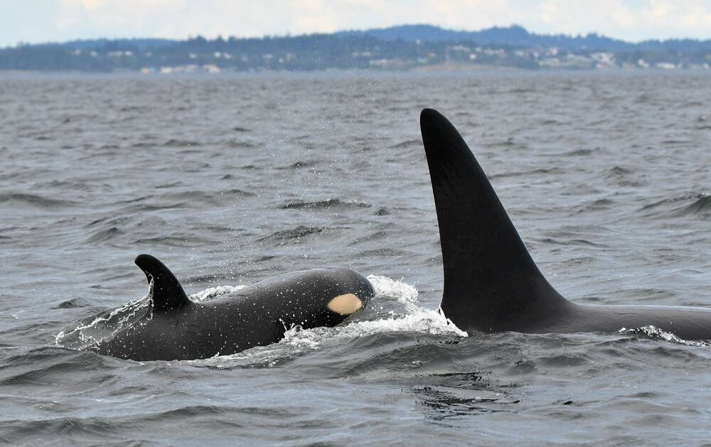 Another baby orca born to J pod — the second this month