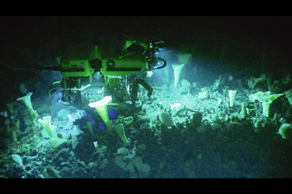 In 2018, a remotely operated vehicle observed a forest of ­corals and sponges on the Explorer Seamount west of Vancouver Island, revealing the underwater volcanos unique ecosystem. The latest of several trips explores the "rocky mountains" of the sea. OCEAN EXPLORATION TRUST, DFO 