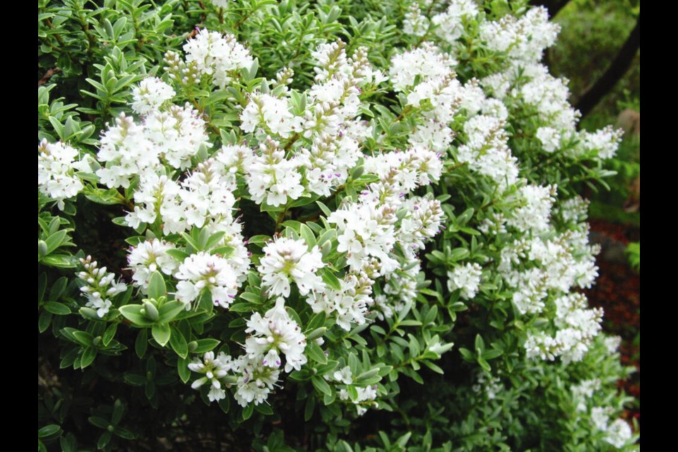 Spikes of white flowers appear in early summer on this Hebe glaucophylla. HELEN CHESNUT 