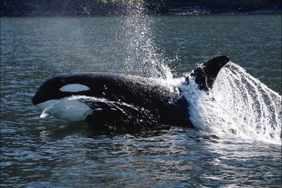 Springer swims in Johnstone Strait in 2011. OCEANWISE 