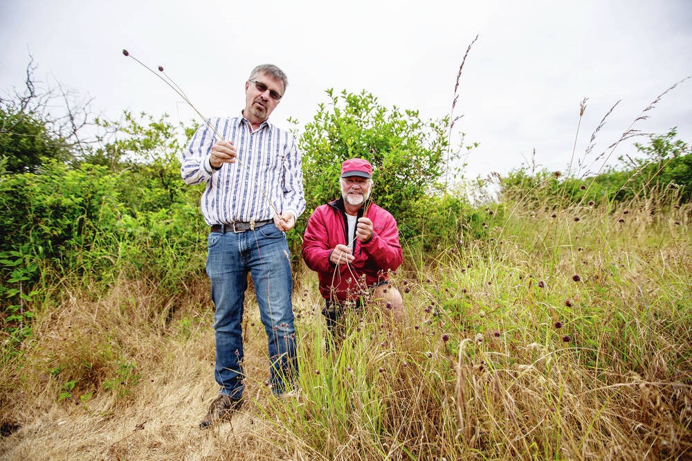 endangered-plants-being-trampled-into-extinction-at-oak-bay-s-cattle-point