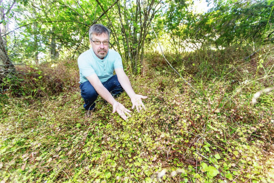 Wylie Thomas shows invasive shiny geraniums at a Greater Victoria park. DARREN STONE, TIMES COLONIST  