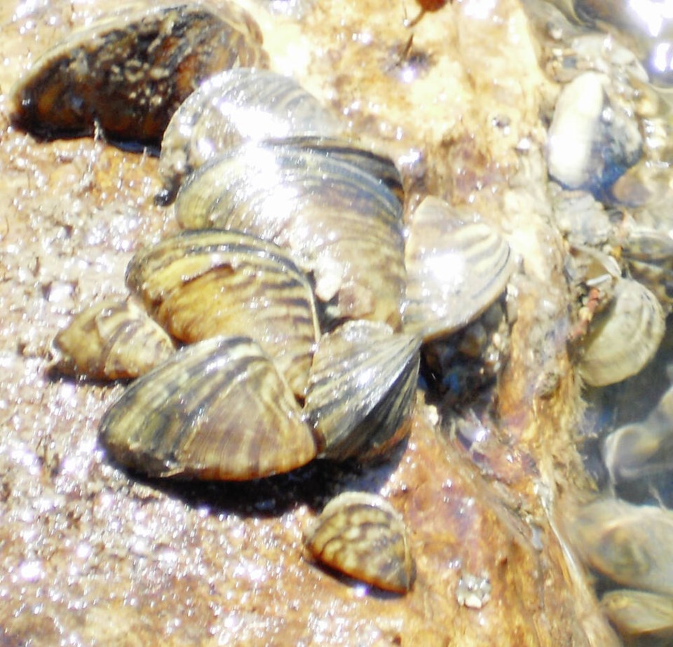 web1_zebra_mussels_collected_from_huron_river_-14721841699-