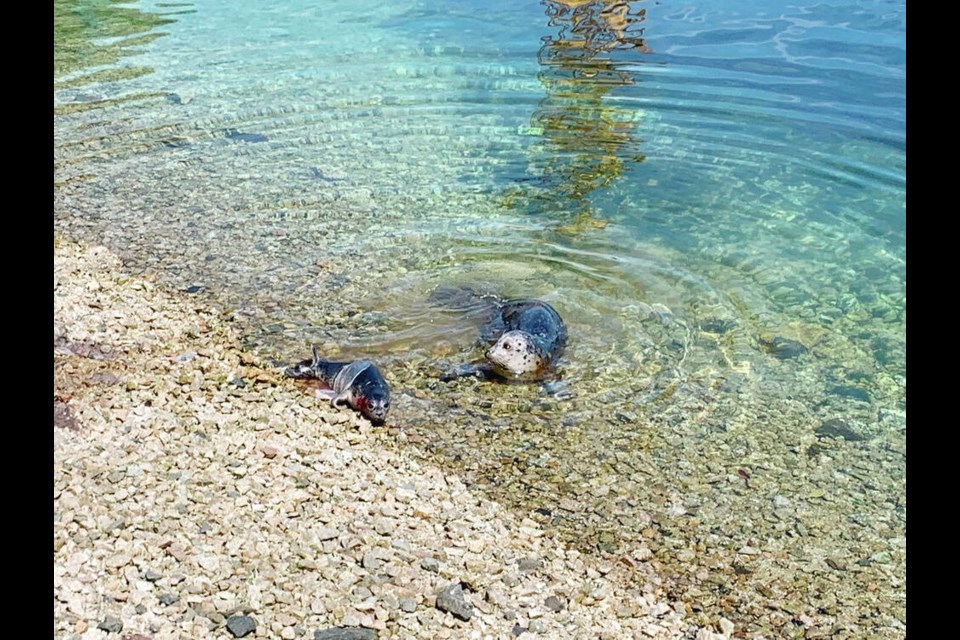 There have been no confirmed sightings of the seal pup since it was spotted in July, but the pups, who nurse often in the first four to six weeks, quickly triple their body weight and become mostly solitary. CFB ESQUIMALT 