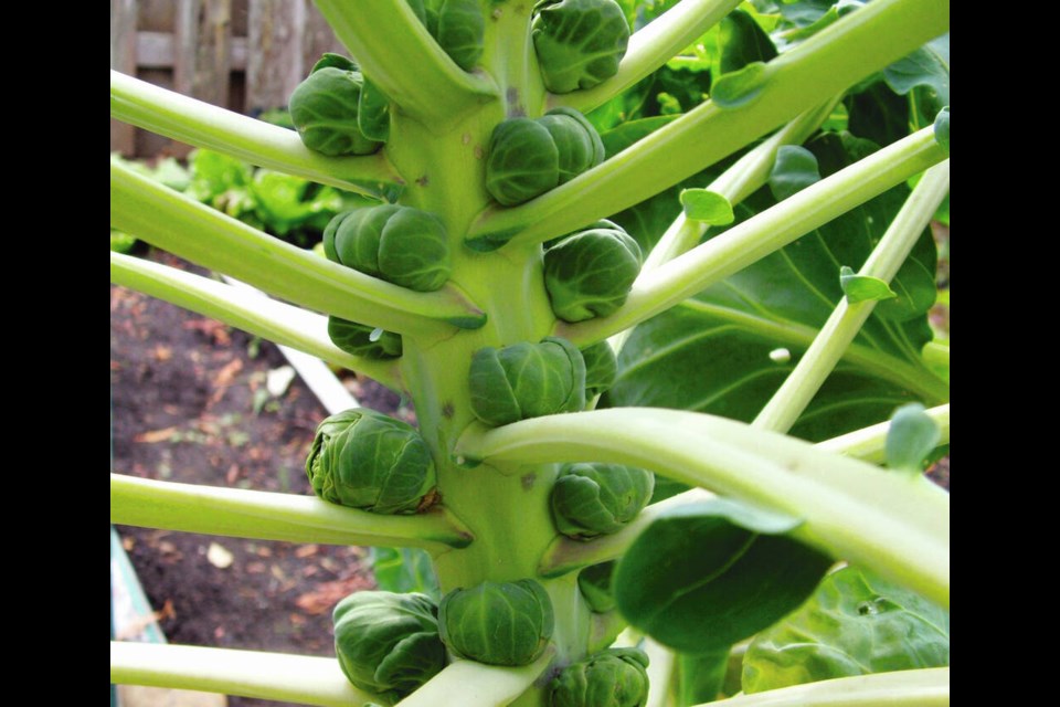 Transplants of fall and winter vegetables such as Brussels sprouts can be found in some garden centres now. HELEN CHESNUT 