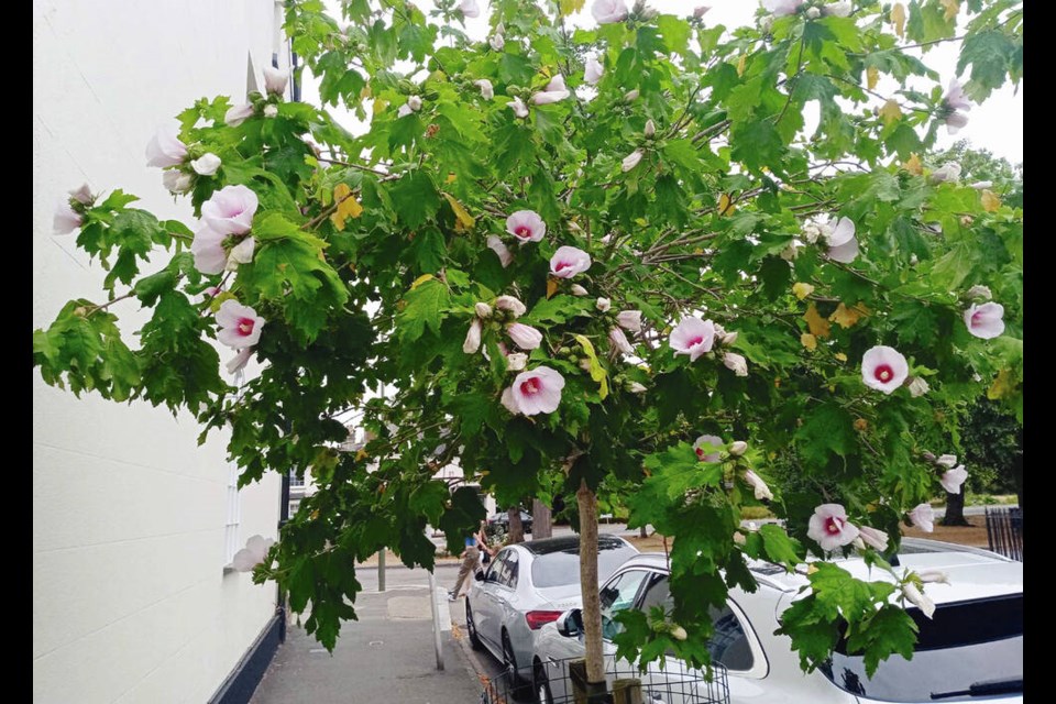 Rose of Sharon (Hibiscus syriacus) is commonly grown as a multi-stemmed shrub, but it can also be pruned to become a small flowering tree. HELEN CHESNUT 