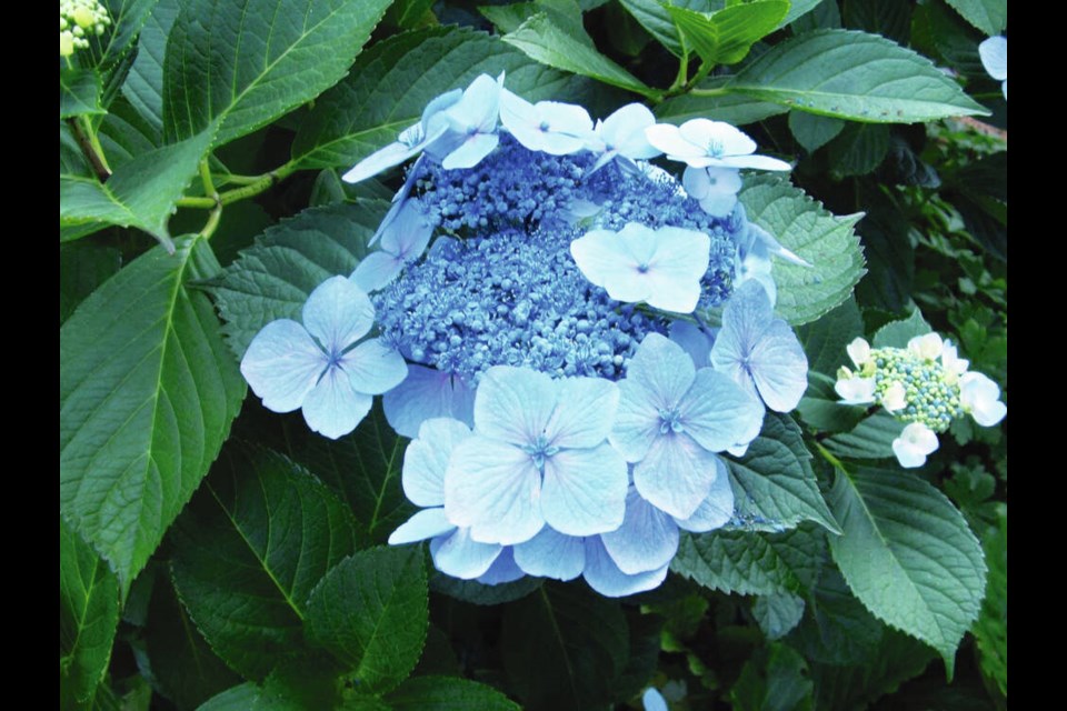 For an intense blue in the flowers, hydrangeas need an acidic soil. HELEN CHESNUT 