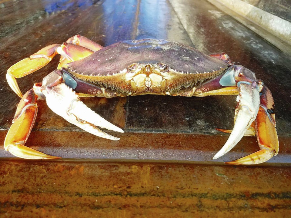 web1_large_dungeness_crab