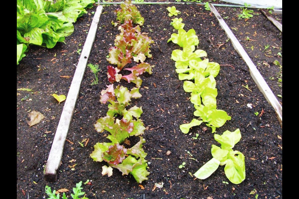 This planting of winter lettuces has been thinned in September. The arrangement of the plants in two lines will allow for easy covering in harsh winter weather. HELEN CHESNUT 