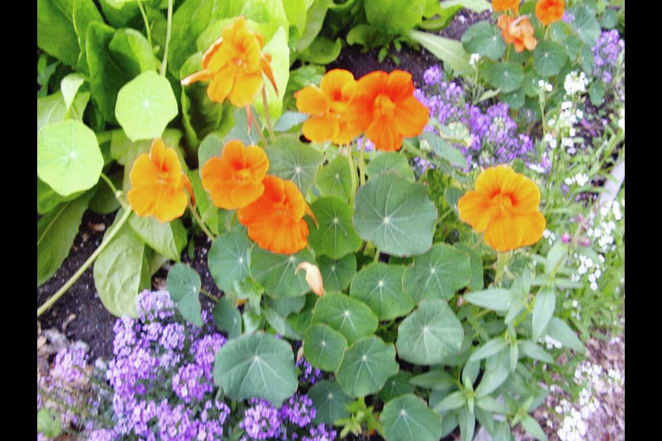 Baby Orange is a tidy, compact, award-winning nasturtium that is ideal for planting as a neat plot edging. HELEN CHESNUT 